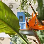 Apartament Kostas