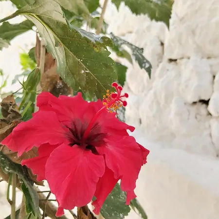 Appartement Kostas Vasiliki